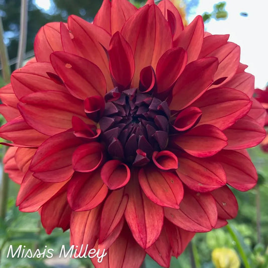 Missis Miley Decorative Dahlia