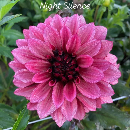 Night Silence Decorative Dahlia