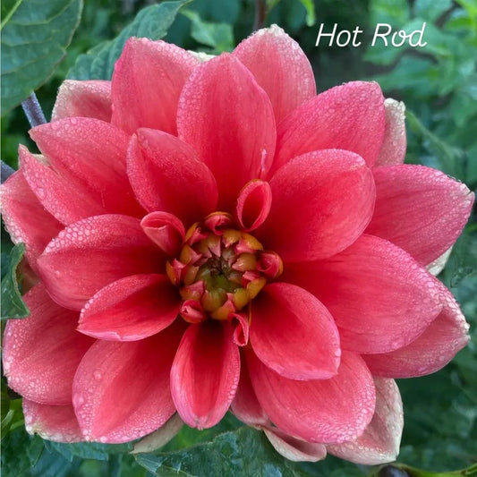 Hot Rod Waterlily Dahlia