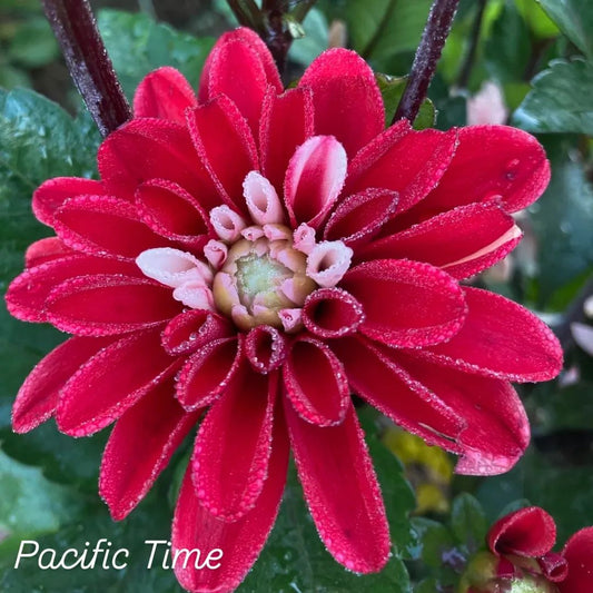 Pacific Time Semi-Double Decorative Dahlia