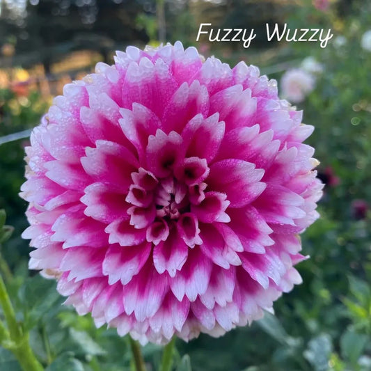 Fuzzy Wuzzy Semi-Cactus Dahlia