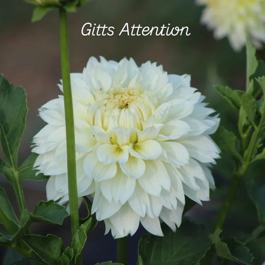 Gitts Attention Informal Decorative Dahlia