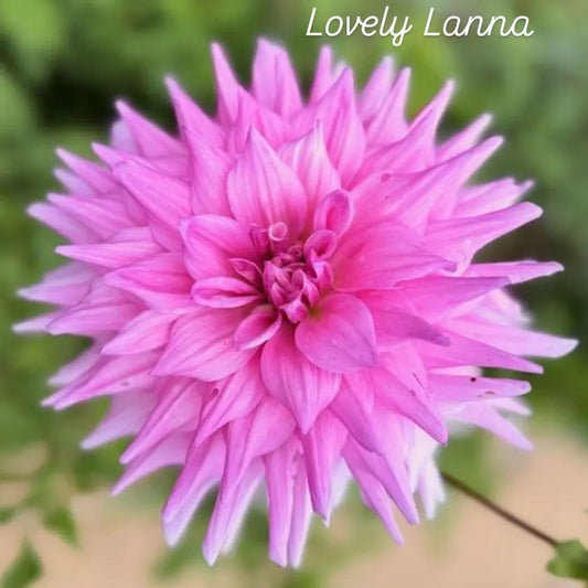 Lovely Lanna Semi-Cactus Dahlia