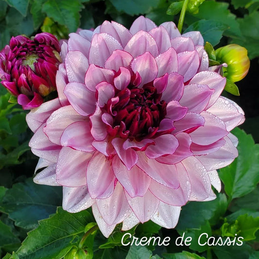 Crème de Cassis Informal Decorative Dahlia