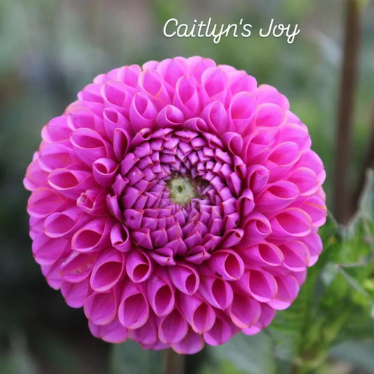 Caitlyn's Joy Ball Dahlia