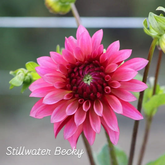 Stillwater Becky Stellar Dahlia