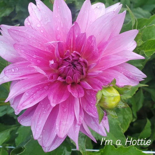 I'm a Hottie Informal Decorative Dahlia