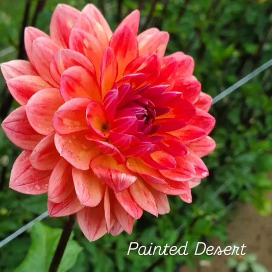 Painted Desert Waterlily Dahlia