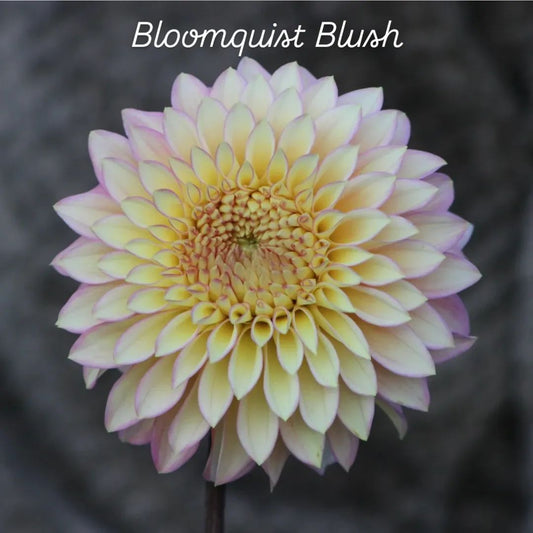 Bloomquist Blush Stellar Dahlia