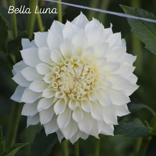 Bella Luna Formal Decorative Dahlia