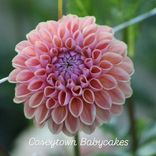 Coseytown Babycakes Ball Dahlia