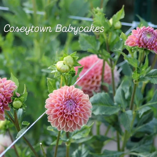 Coseytown Babycakes Ball Dahlia