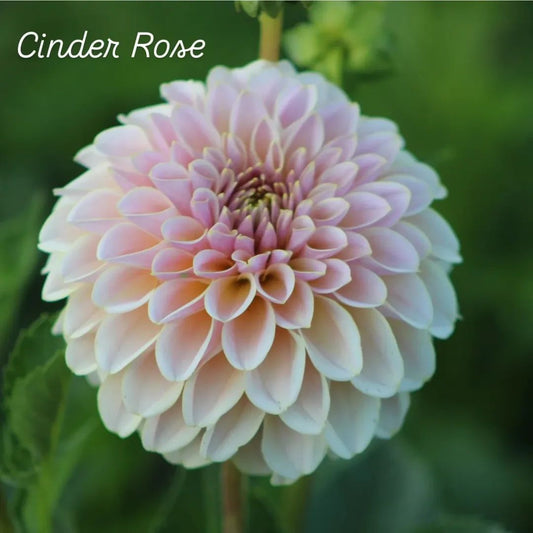 Cinder Rose Formal Decorative Dahlia