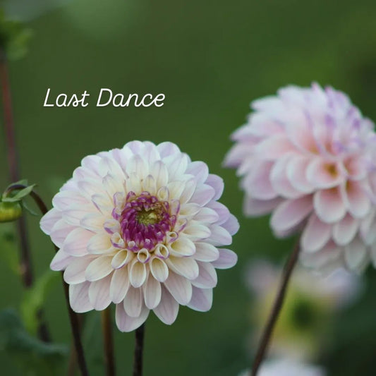 Last Dance Formal Decorative Dahlia