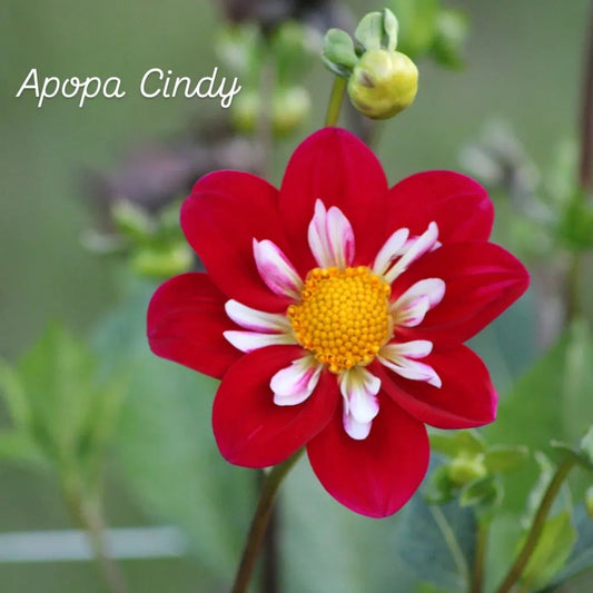 Apopa Cindy Collarette Dahlia