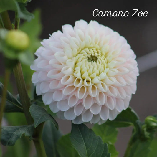 Camano Zoe Ball Dahlia