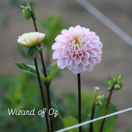 Wizard of Oz Ball Dahlia