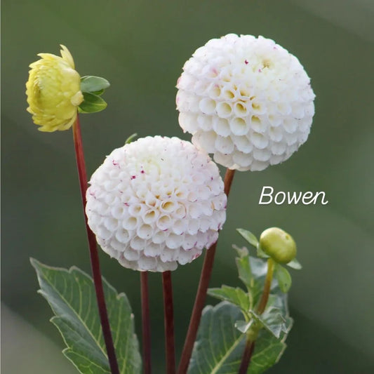 Bowen Pompon Dahlia