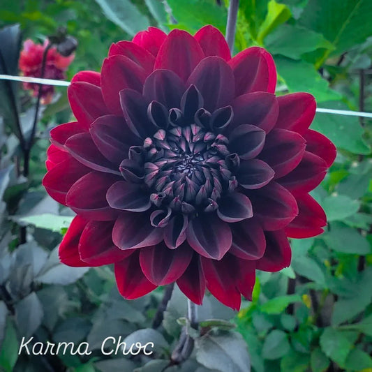 Karma Choc Formal Decorative Dahlia