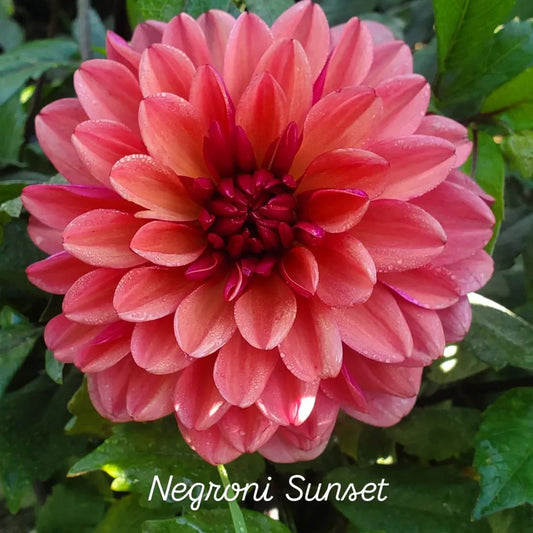 Negroni Sunset Decorative Dahlia