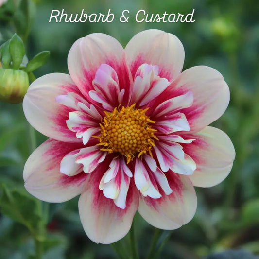 Rhubarb & Custard Collarette Dahlia