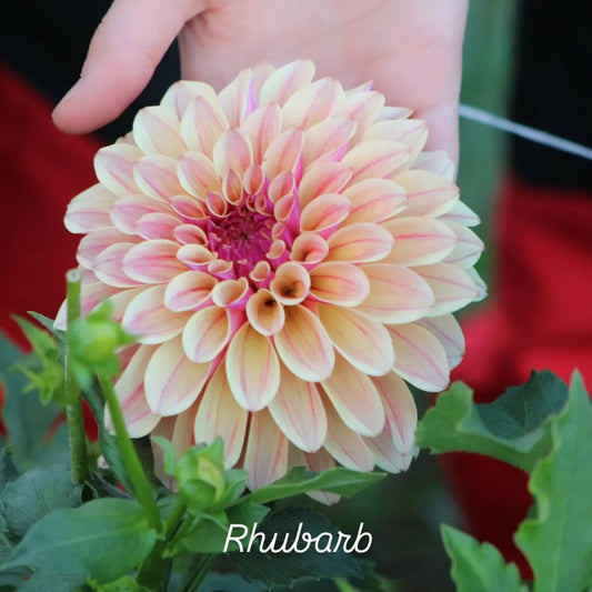 Rhubarb Decorative Dahlia