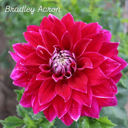 Bradley Aaron Informal Decorative Dahlia