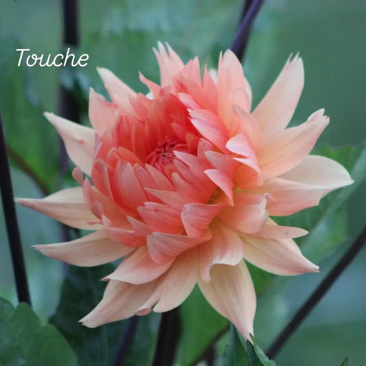 Touche Semi-Cactus Dahlia