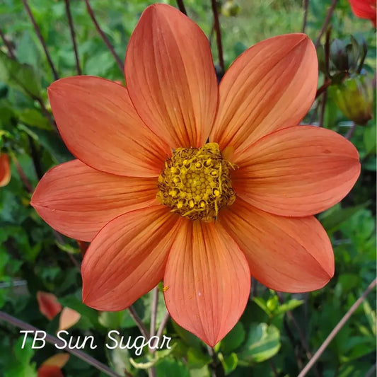 TB Sun Sugar Single Dahlia