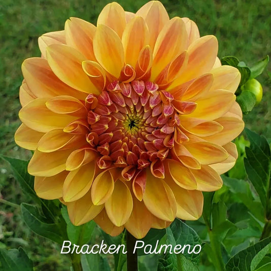 Bracken Palomino Decorative Dahlia