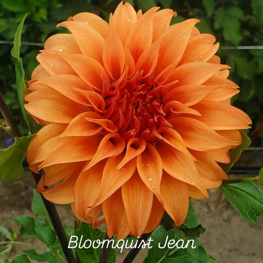 Bloomquist Jean Informal Decorative Dahlia