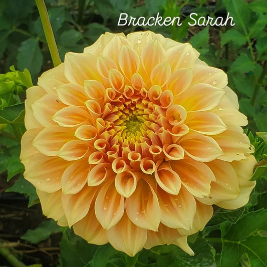 Bracken Sarah Decorative Dahlia