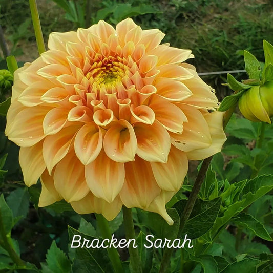 Bracken Sarah Decorative Dahlia