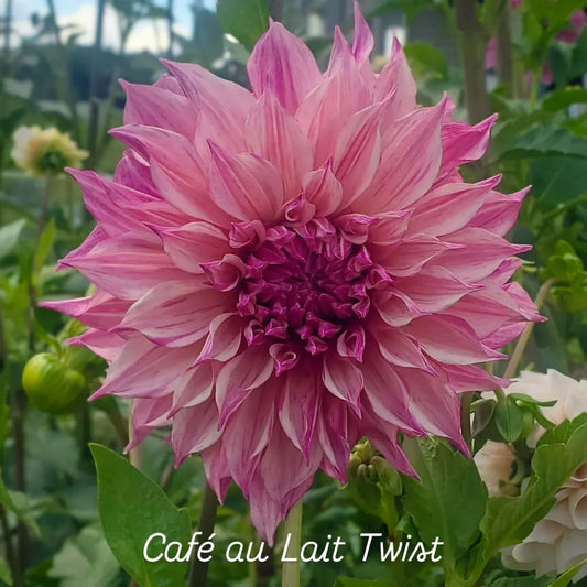 Café au Lait Twist Informal Decorative