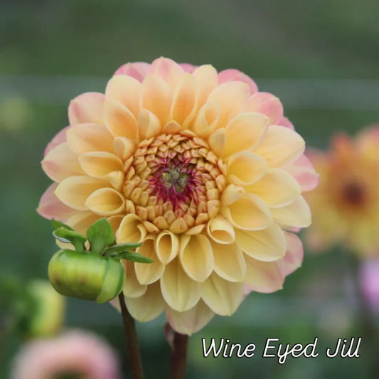 Wine Eyed Jill Ball Dahlia