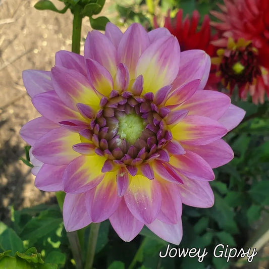 Jowey Gipsy Decorative Dahlia
