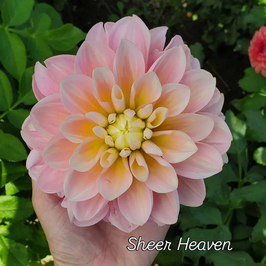 Sheer Heaven Decorative Dahlia