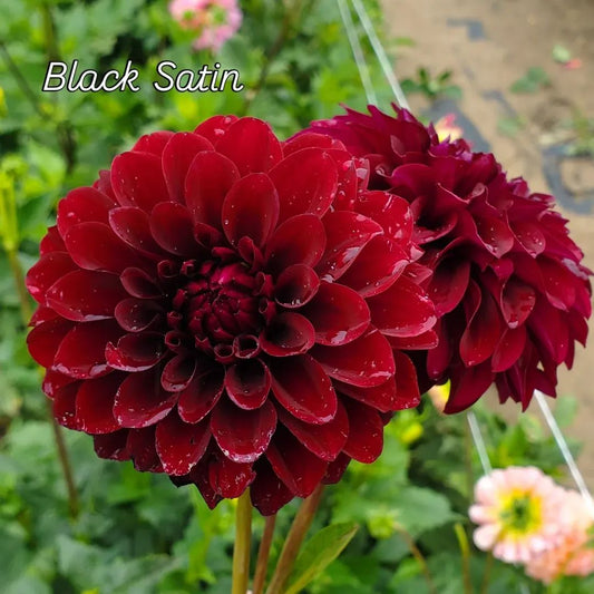 Black Satin Decorative Dahlia