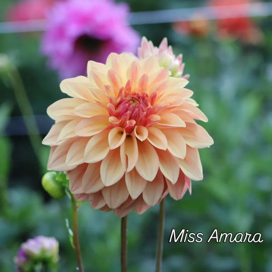 Miss Amara Formal Decorative Dahlia