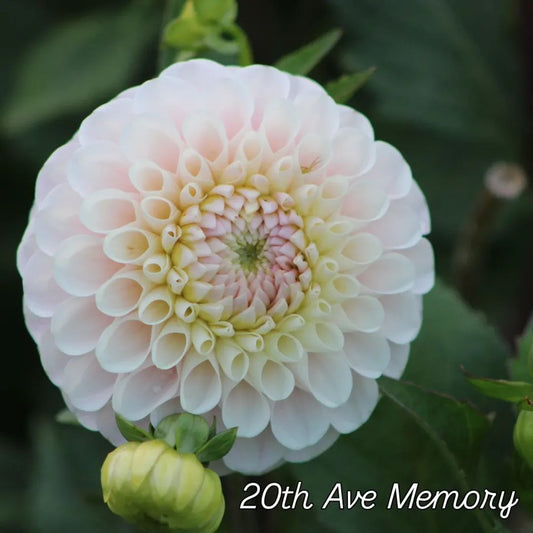 20th Ave Memory Ball Dahlia
