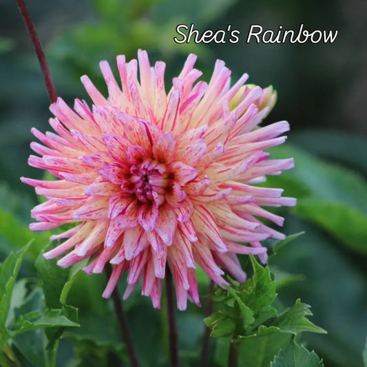 Shea's Rainbow Cactus Dahlia