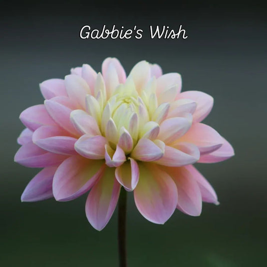 Gabbie's Wish Formal Decorative Dahlia