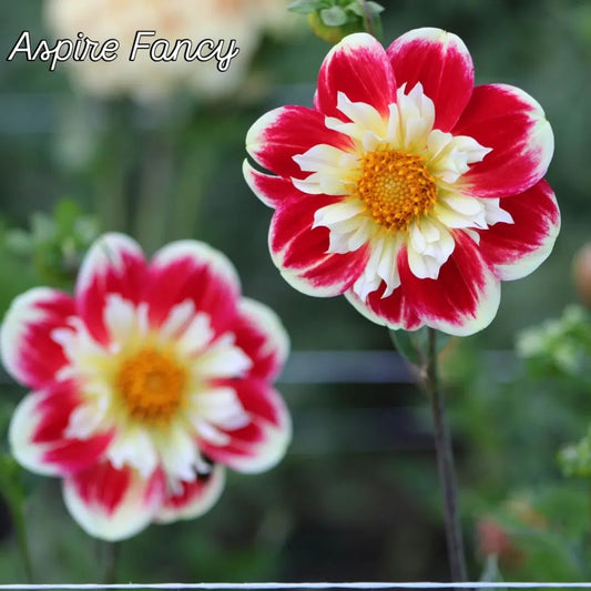 Aspire Fancy Collarette Dahlia