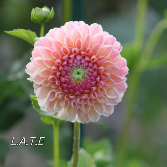 L.A.T.E. Formal Decorative Dahlia