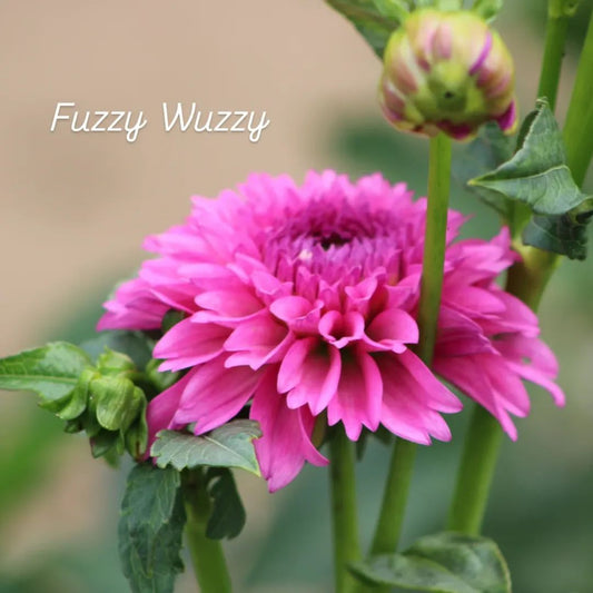 Fuzzy Wuzzy Semi-Cactus Dahlia