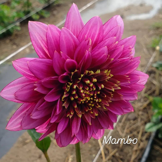 Mambo Anemone Dahlia