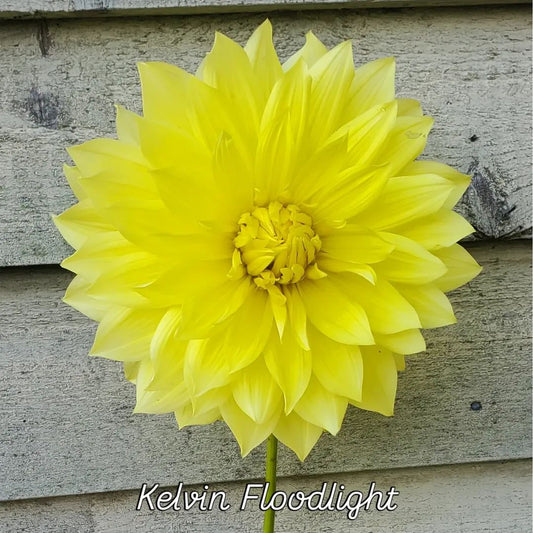 Kelvin Floodlight Formal Decorative Dahlia