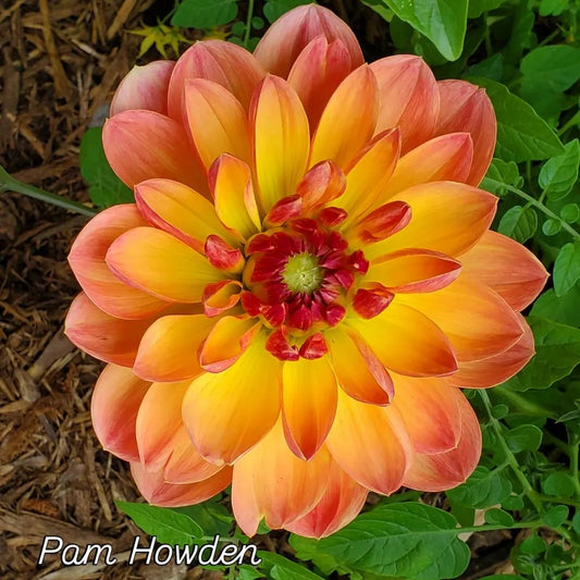 Pam Howden Waterlily Dahlia