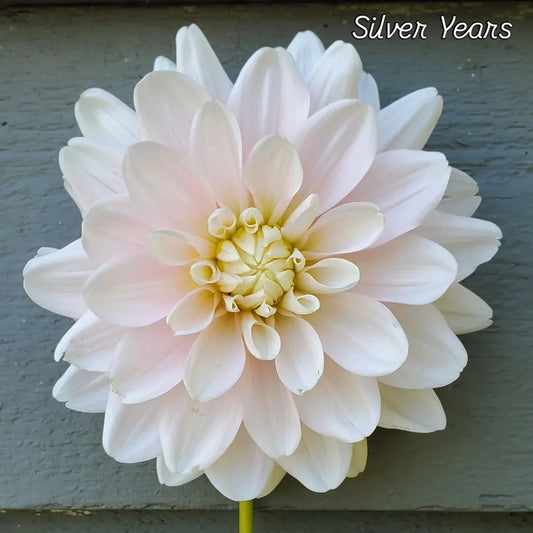 Silver Years Waterlily Dahlia