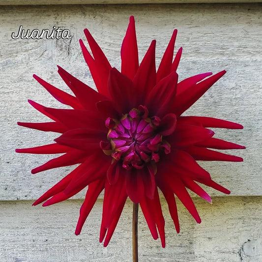 Juanita Cactus Dahlia